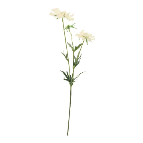 Scabiosa Spray X 3 White