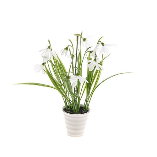 Potted Snowdrop 22Cm