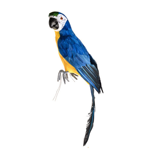 Macaw Bird Perching  Blue Large