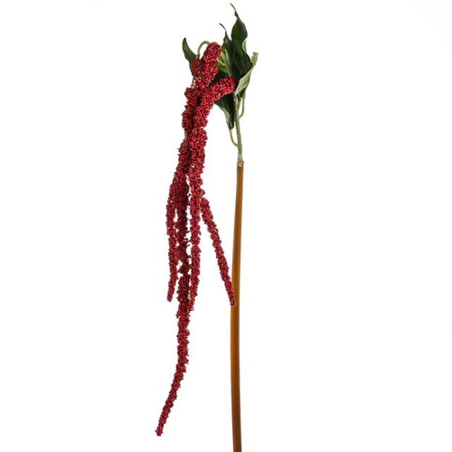 Amaranthus Red