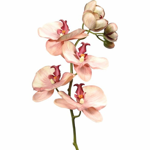 Vintage Orchid Peach 81Cm