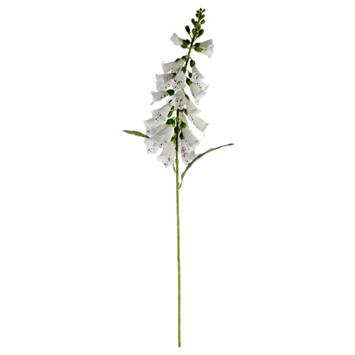 Essential Foxglove - White
