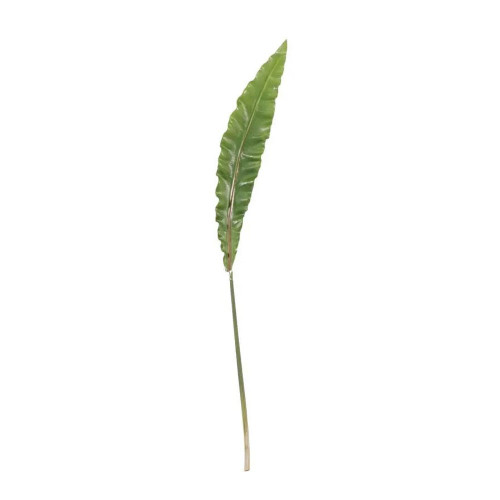 Asplenium Leaf 90Cm