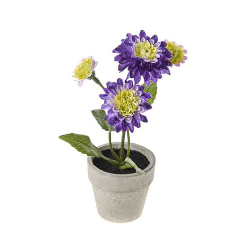 Potted Pom Pom Purple