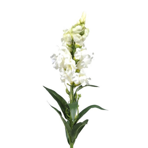 Snapdragon White 59Cm