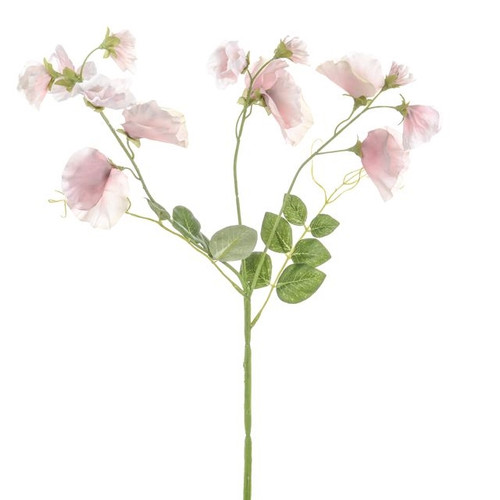 Dawn Sweetpea Pink 68Cm