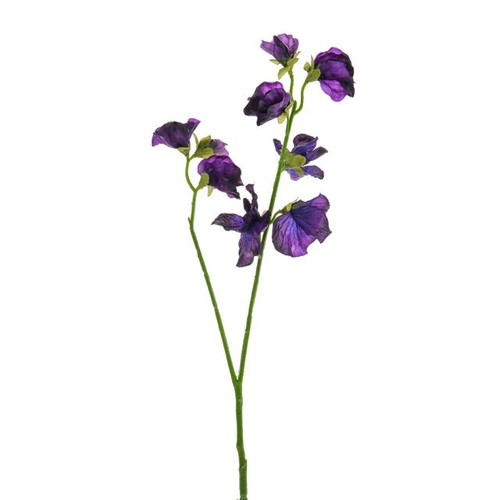 Sweetpea Stem Purple