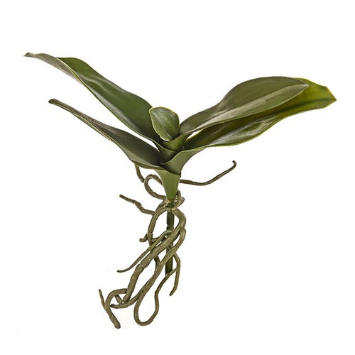 Orchid Leaves And Roots 23Cm