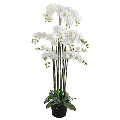 Potted Prestige Orchid White