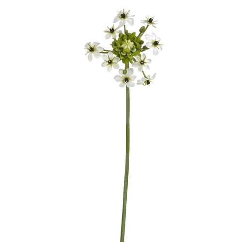 Ornithogalum Cream 66Cm