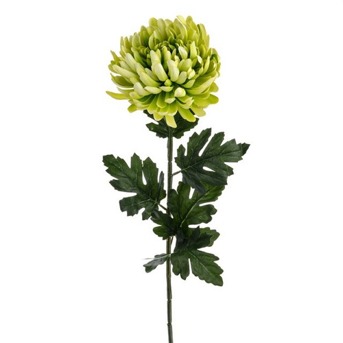 Chrysanthemum Lime 89Cm