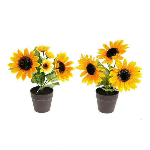 Potted Mini Sunflower 21Cm 2 Assorted