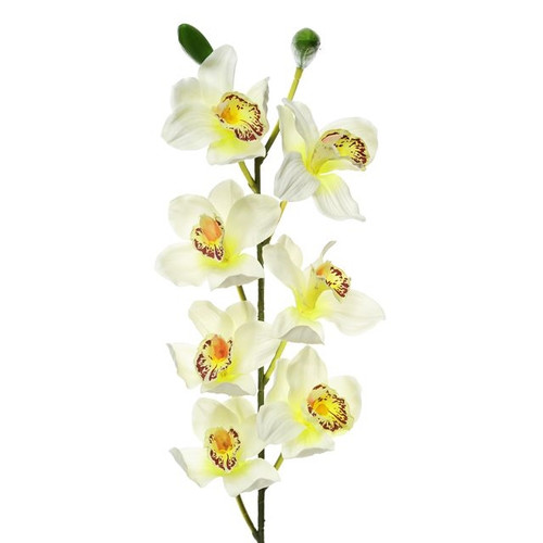 Orchid Cymbidium Lge Cream