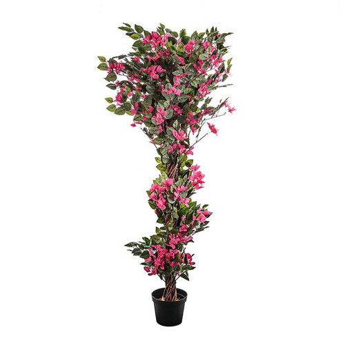 Potted Bougainvillea Pink