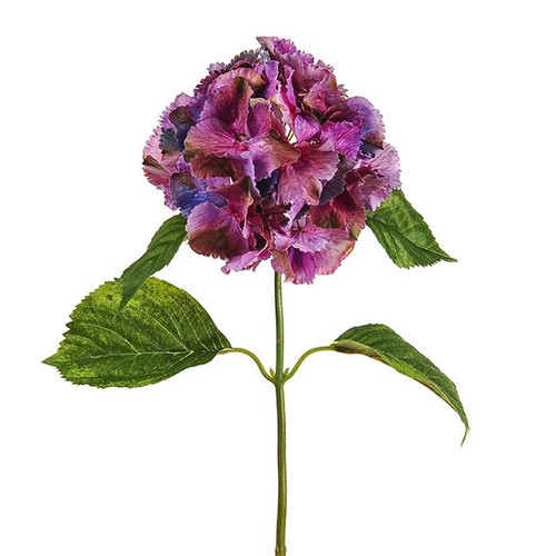 Hydrangea Dusky Purple 74Cm