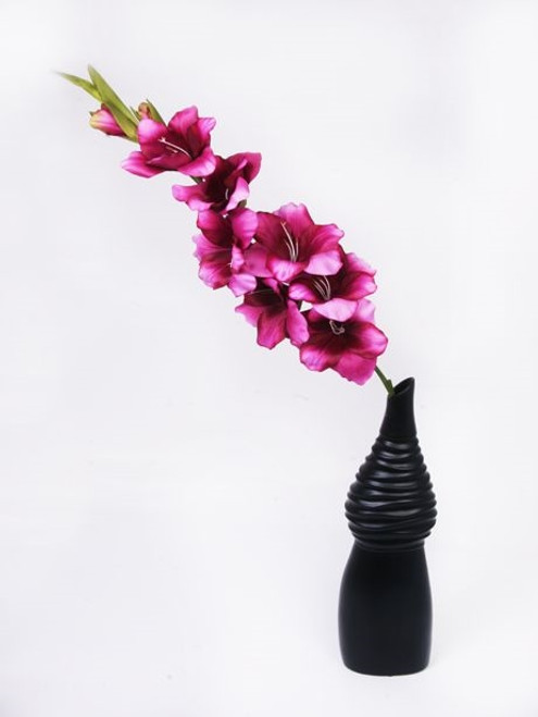 Gladiola Magenta