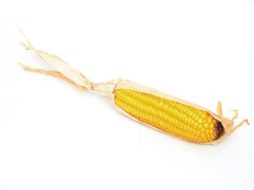 Veg Corn On The Cob X1