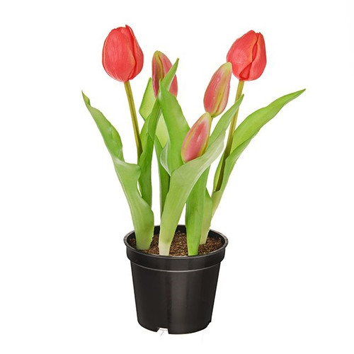 Prestige Tulip Potted Pink 24Cm