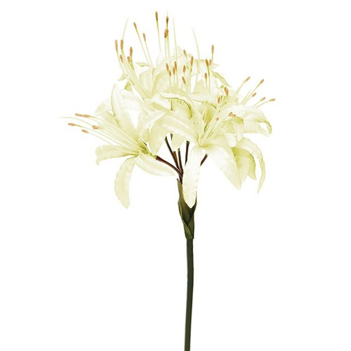 Nerine Cream 70Cm