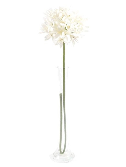 Agapanthus Cream 87Cm