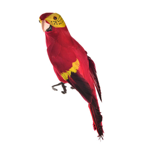 Baby Macaw Red