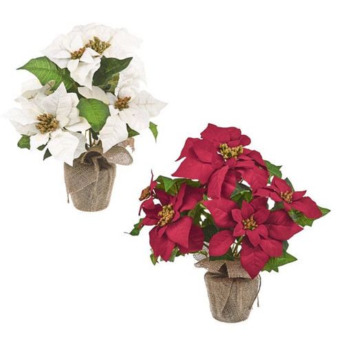 Potted Poinsettia 38Cm 2 Assorted