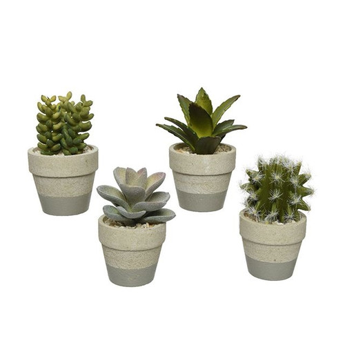 Succulent In Grey Paper Pot Assortment