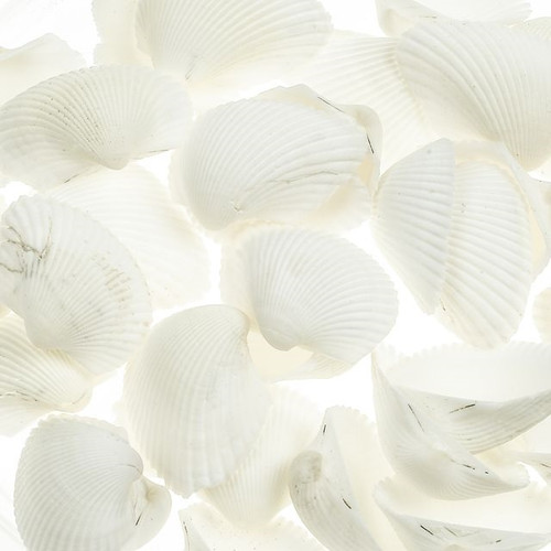 Seashells Light Natural