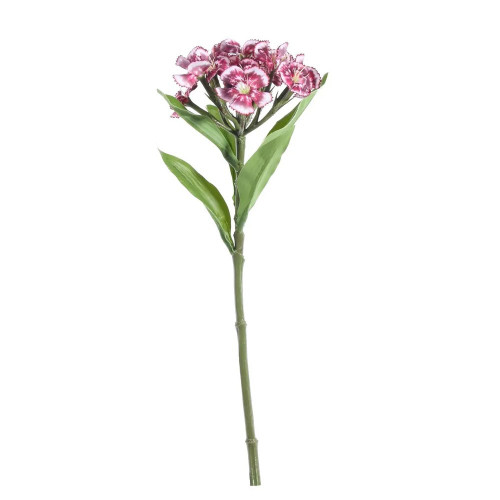 Real Garden Dianthus Plum