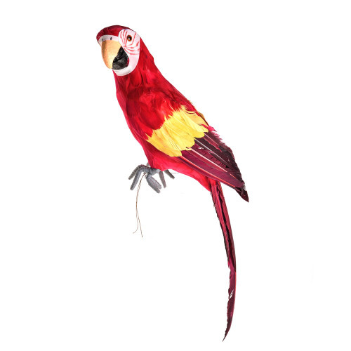 Macaw Bird Perching Red Large