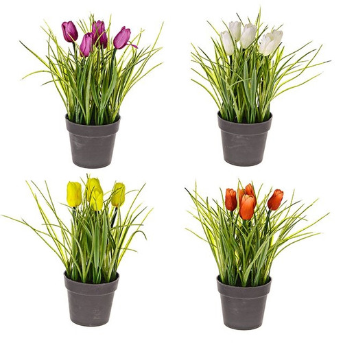 Potted Tulips and Grass (Assorted)