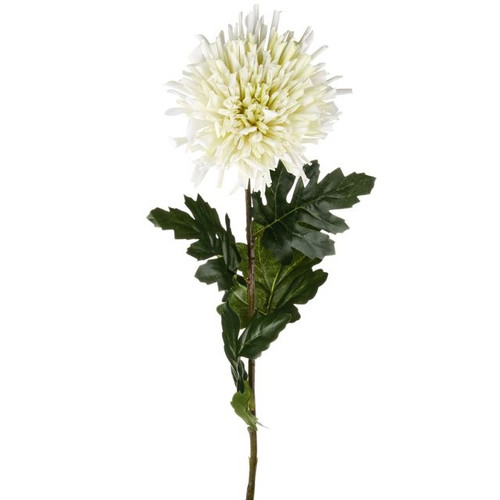 Chrysanthemum Stem Cream 92Cm