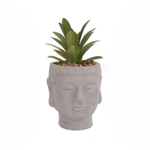 Buddha Head Succulent 16Cm