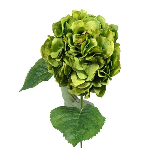 Hydrangea Stem Green