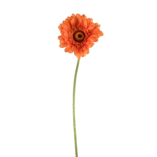 Gerbera Orange