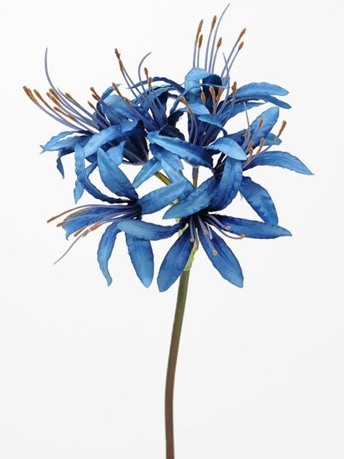 Nerine Blue 70Cm