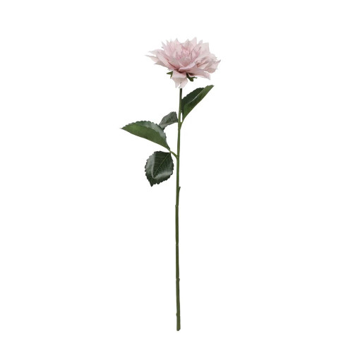 Glamis Single Dahlia With 2 Leaves Light Pink (61Cm)