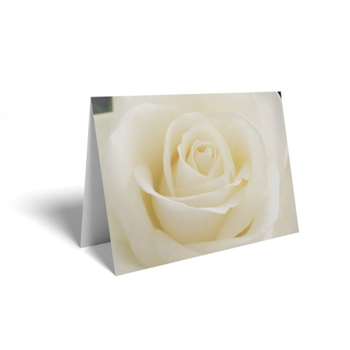 Folded Card Pale Cream Rose - 10 x 7cm - Pack 25