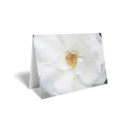 Folded Card White Rose - 10 x 7cm - Pack 25
