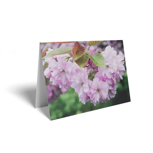 Folded Card Pink Blossom - 10 x 7cm - Pack 25