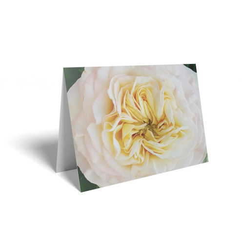 Folded Card Pale Pink/Yellow rose - 10 x 7cm - Pack 25