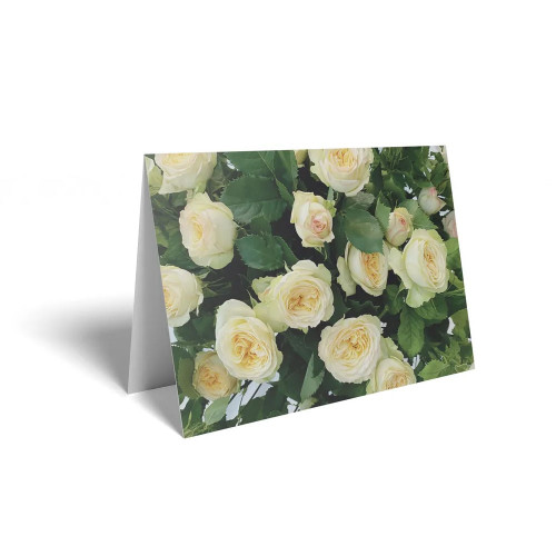 Folded Card Pale Yellow Rose - 10 x 7cm - Pack 25