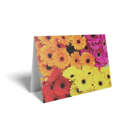 Folded Card Mixed Colour Gerbera - 10 x 7cm - Pack 25