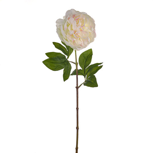 SORBET SINGLE PEONY STEM CREAM AND GREEN 60CM