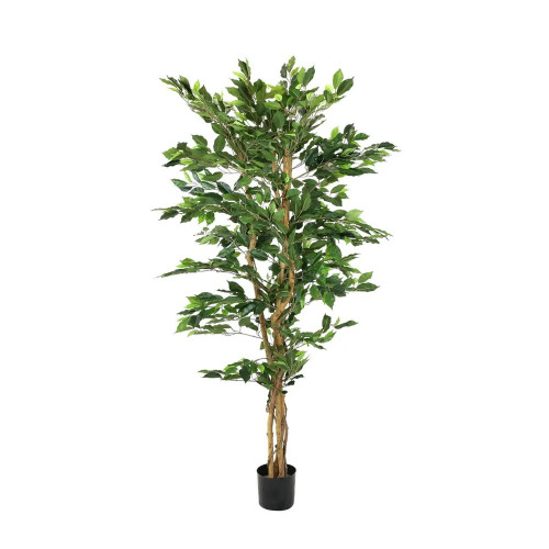 Ficus x 1008  Green 5'