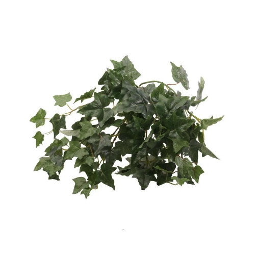 English Ivy Bush With  89 Leaves