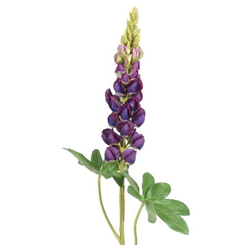 Lupin Purple 81Cm