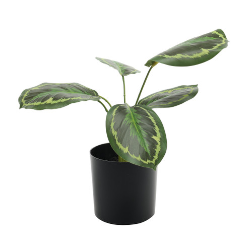 Plant house Ctenanthe 34cm potted 