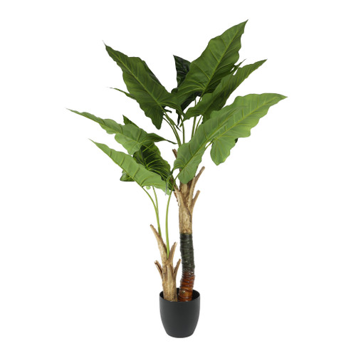 Plant House Cala 130cm potted 