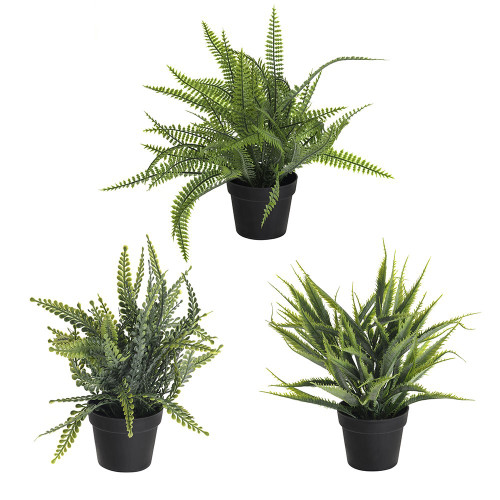 Potted Ferns 3Ast 23Cm
